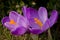 Crocus