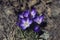Crocus, beautiful purple mountain flower