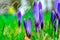 Crocus. Beautiful spring flowers and text