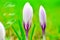 Crocus. Beautiful spring flowers and text. Have a nice day