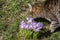 Crocus, beautiful springtime messenger
