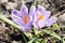 Crocus - blomming flowers. saffron.