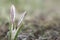 Crocus bloom in the meadow in early spring