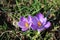 Crocus in bloom, purple petals and yellow stamens