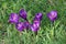 Crocus in bloom, purple petals and yellow stamens