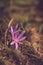 The crocus bloomed in the meadow. Colchicum autumnale purple wild flower in sunlight