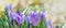 Crocus blooming in garden in panoramic view