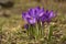 Crocus blooming purple on a pleasant spring morning.