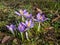 Crocus blooms in the park in spring