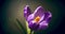 Crocus blossom, blue purple flower blooming, opening, spring time lapse, isolated on black background