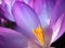 Crocus blossom inside