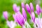 Crocus. Bright violet spring flowers
