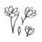 Crocus bud and bloom flower spring primroses set outline black white sketch illustration.