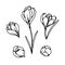 Crocus bud and flowers spring primroses set line black white sketch illustration.