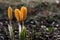 Crocus buds with dew drops