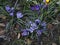 Crocus in a Burnley park in lancashire