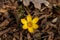 Crocus chrysanthus
