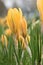 Crocus chrysanthus Dorothy, yellow, purple veined crocuses flowering