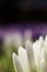 Crocus chrysanthus - a field of white and purple crocusses