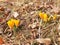 Crocus chrysanthus flowers