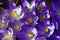 Crocus cluster violet bloom in sunlight, spring season nature