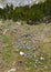 Crocus (croci) flowers in spring at mountains