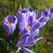 The crocus Crocus tommasinianus, blooming