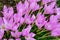 Crocus crocuses or croci flowers