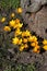 Crocus fflowers early spring weather in Copenhagen Denmark