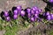 Crocus fflowers early spring weather in Copenhagen Denmark