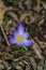 Crocus First Flower of Spring - 2