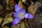 Crocus First Flower of Spring - Closeup
