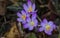 Crocus First Flower of Spring - Group- 2