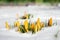 Crocus flavus, known as  Dutch yellow crocus blooming