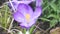 crocus flower