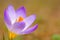 Crocus flower