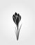 Crocus flower black silhouette. spring flower design element