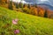 Crocus flower blooming on mountain meadow in autumn