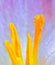 Crocus flower blossom, macro photo detailed to petals