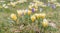 Crocus flower in early springtime on green grass