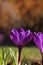 Crocus flower in garden spring feeling