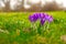 Crocus flower on a meadow, delicate and with slightly blurred background