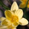 Crocus flower petal