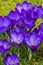 Crocus Flower Purple on Grass