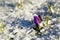 Crocus flower in snow during early spring