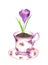 Crocus flower in tea cup. Watercolor