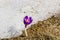 Crocus flower from under the snow