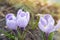 Crocus flowering in the early spring garden. Lilac crocuses at sunset.