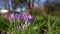 Crocus Flowering. Honey Bee Collecting Pollen From Crocus Blossom