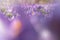 Crocus Flowering. Meadow Of Beautiful Purple Crocus Flowers On A Spring Lawn